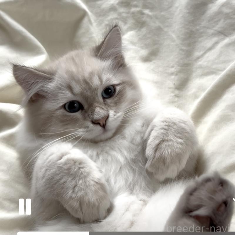 販売中の大阪府のサイベリアン-130364の1枚目