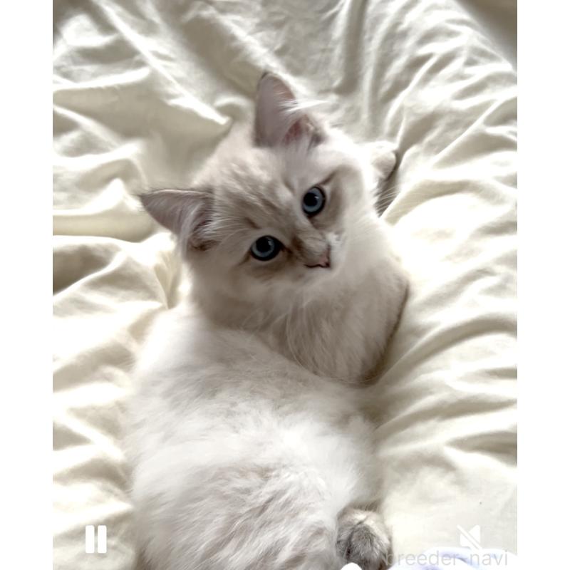 販売中の大阪府のサイベリアン-130364の7枚目