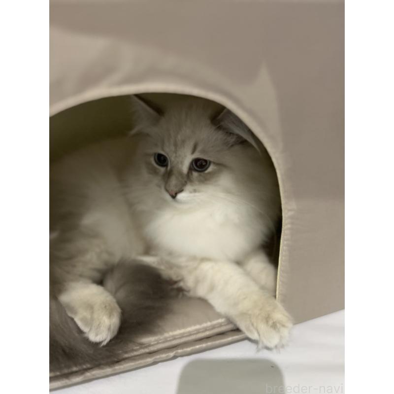 販売中の大阪府のサイベリアン-130364の6枚目