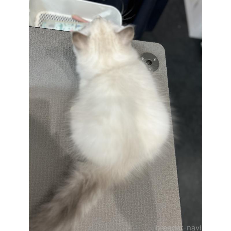 販売中の大阪府のサイベリアン-130364の5枚目