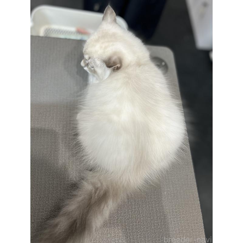 販売中の大阪府のサイベリアン-130364の4枚目