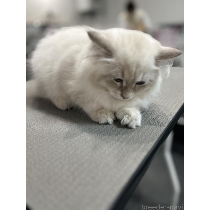 販売中の大阪府のサイベリアン-130364の3枚目