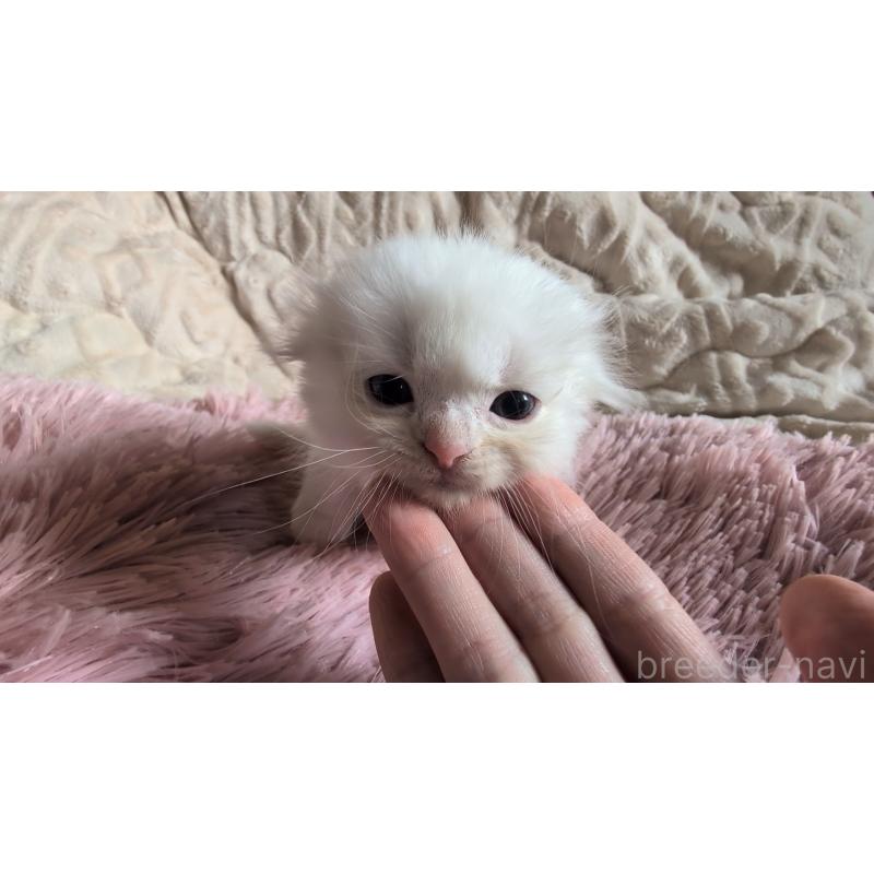 販売中の熊本県のスコティッシュフォールド(折れ耳)-130366の7枚目