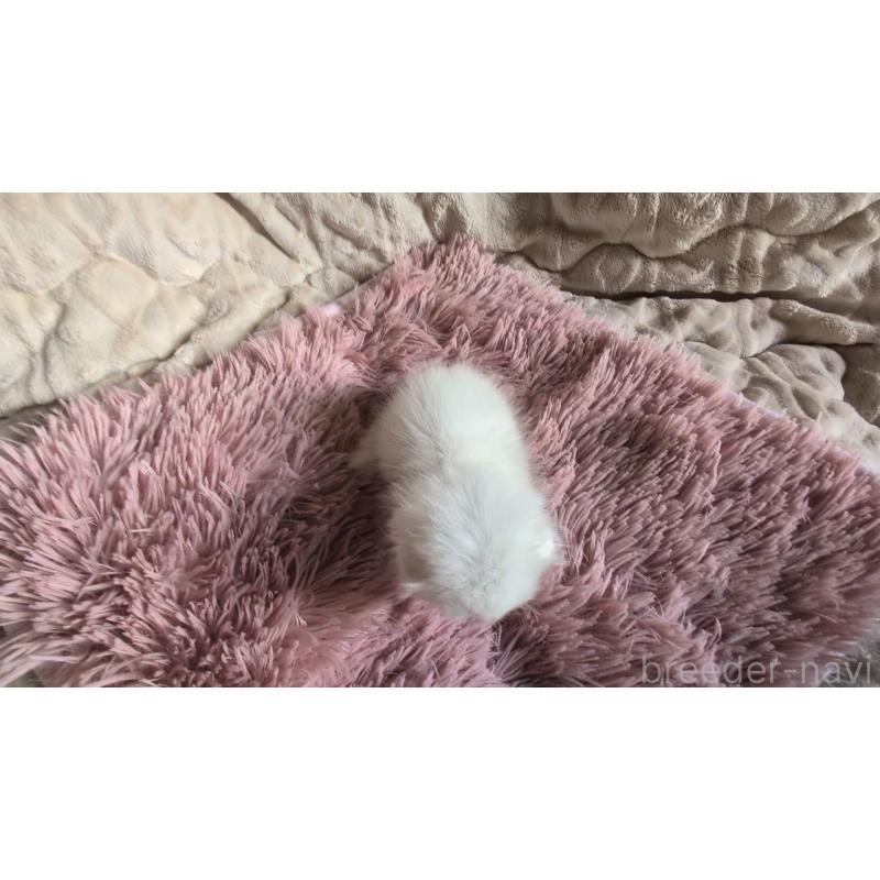 販売中の熊本県のスコティッシュフォールド(折れ耳)-130366の6枚目