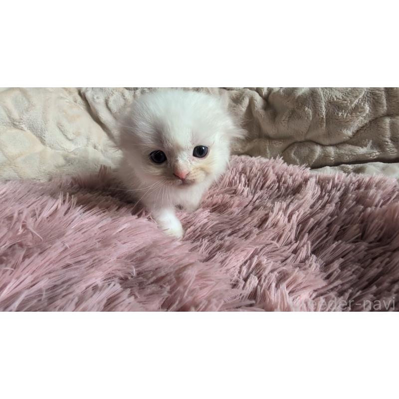 販売中の熊本県のスコティッシュフォールド(折れ耳)-130366の4枚目