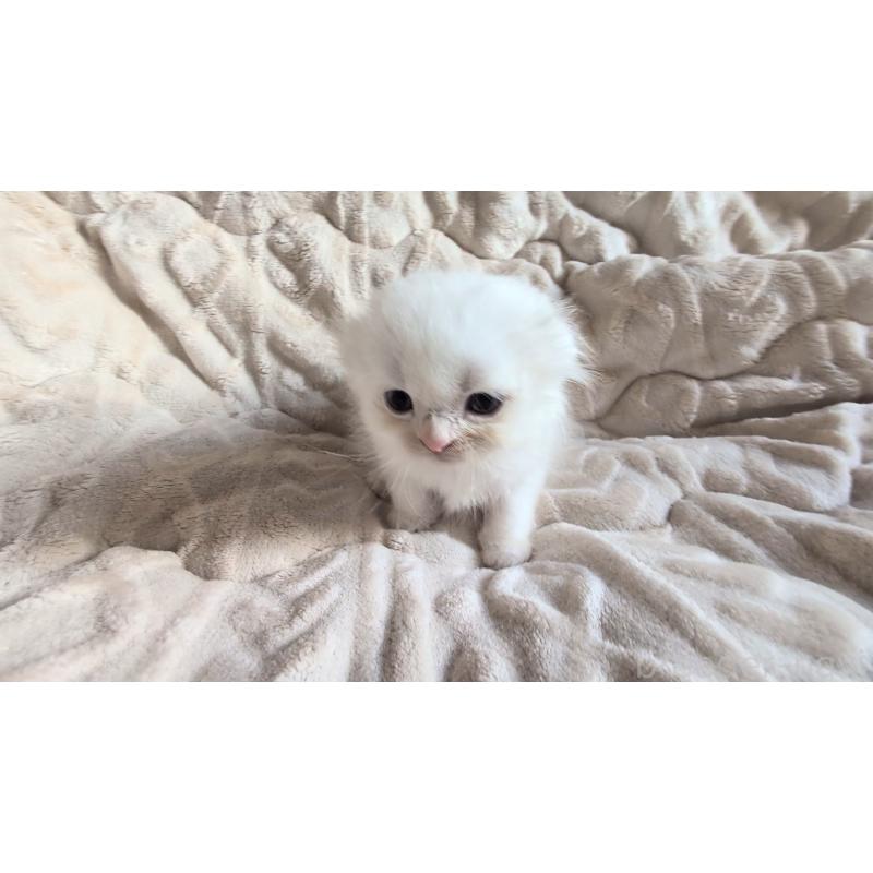 販売中の熊本県のスコティッシュフォールド(折れ耳)-130366の3枚目