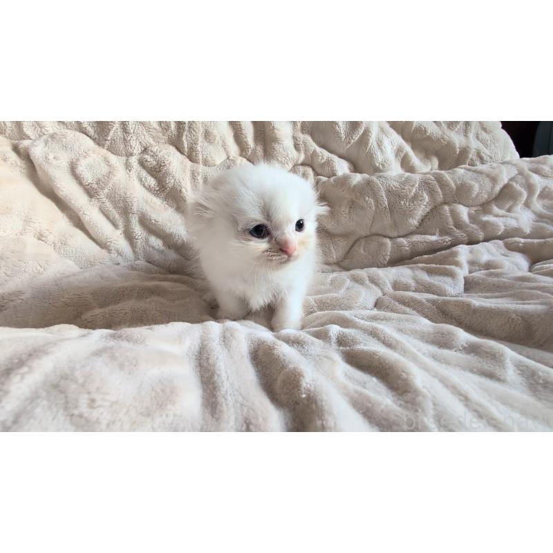 販売中の熊本県のスコティッシュフォールド(折れ耳)-130366の2枚目