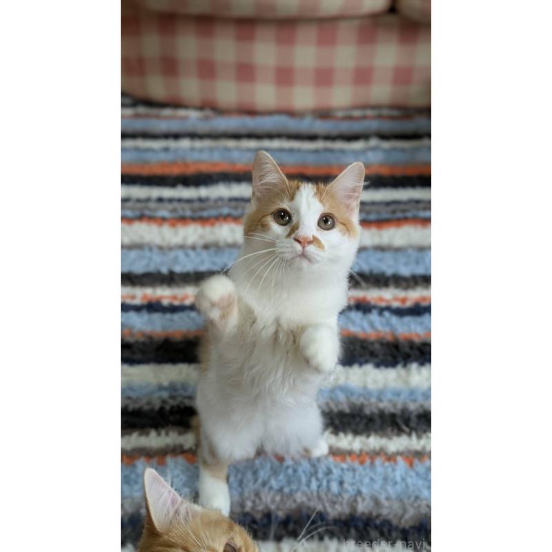 販売中の広島県のマンチカン-125369の3枚目