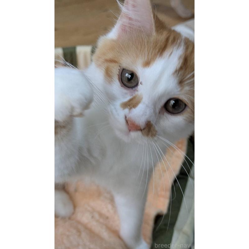 販売中の広島県のマンチカン-125369の2枚目