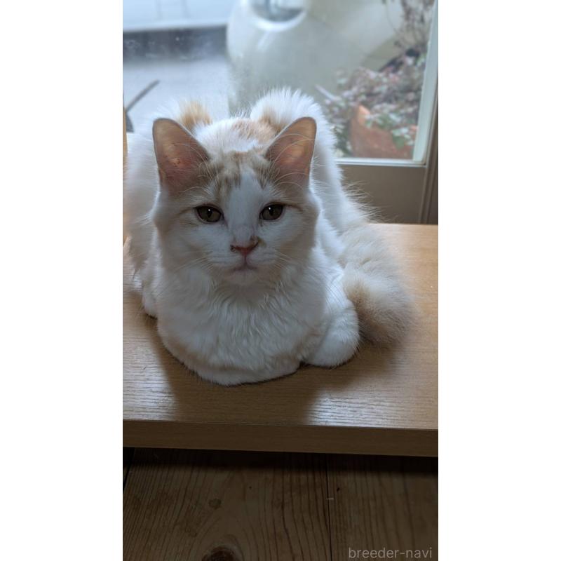 販売中の広島県のマンチカン-125368の3枚目