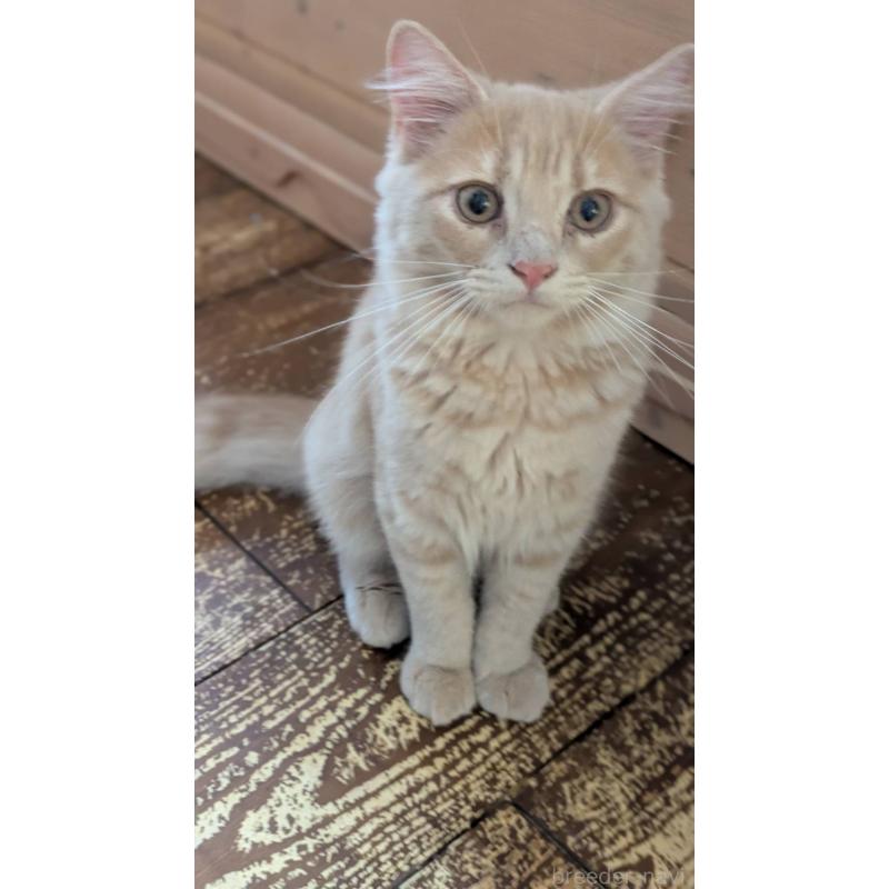 販売中の広島県のマンチカン-125367の3枚目