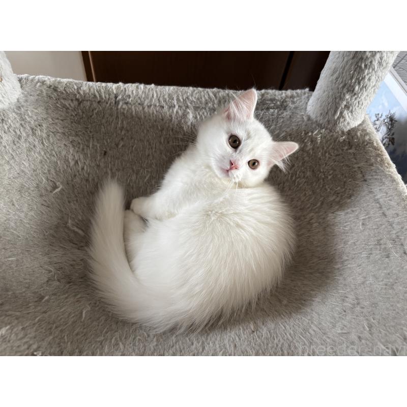 成約済の福島県のマンチカン(短足)-129708の6枚目