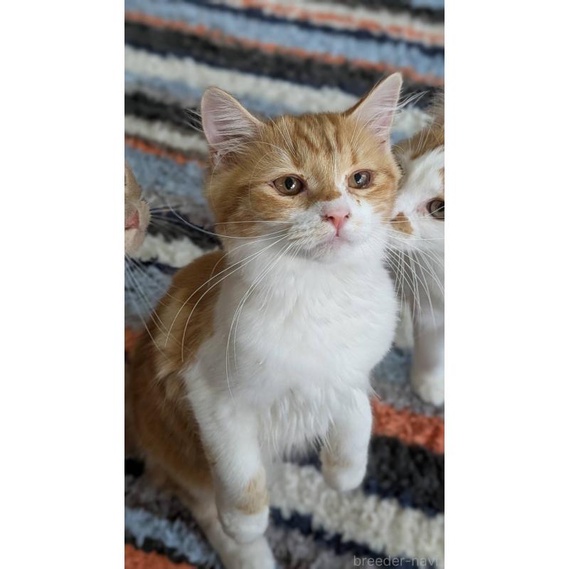 販売中の広島県のマンチカン-125366の3枚目