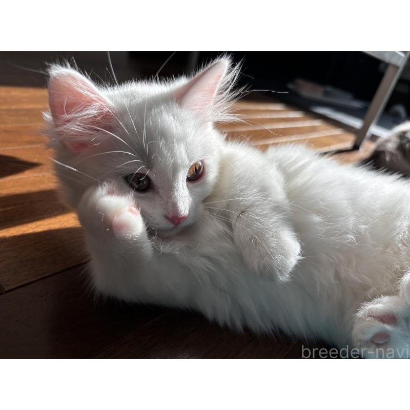 成約済の福島県のマンチカン(短足)-129708の5枚目