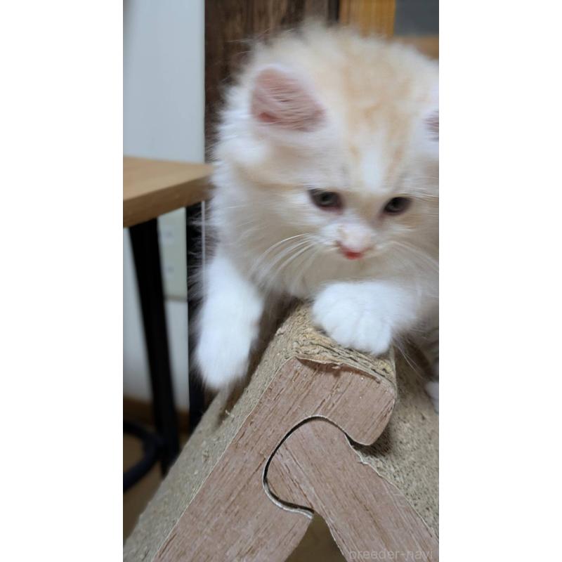 販売中の広島県のマンチカン-127410の2枚目