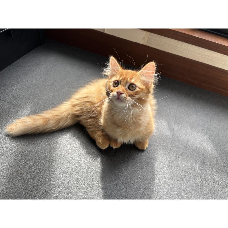 販売中の福島県のマンチカン(短足)-129706の7枚目