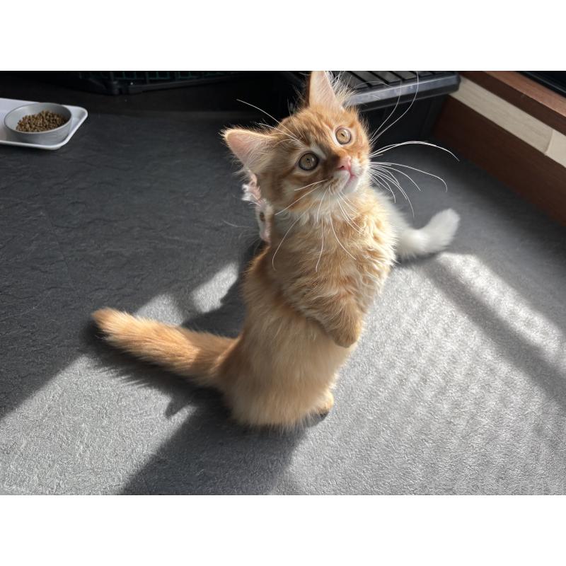 販売中の福島県のマンチカン(短足)-129706の6枚目