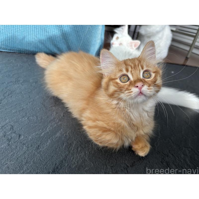 販売中の福島県のマンチカン(短足)-129706の5枚目