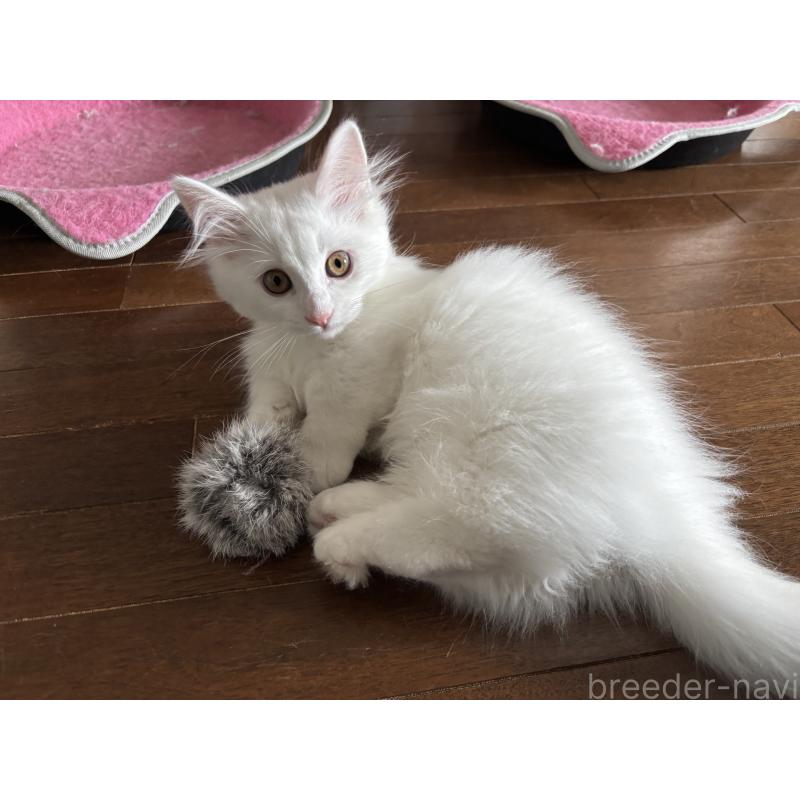 成約済の福島県のマンチカン(短足)-129707の5枚目