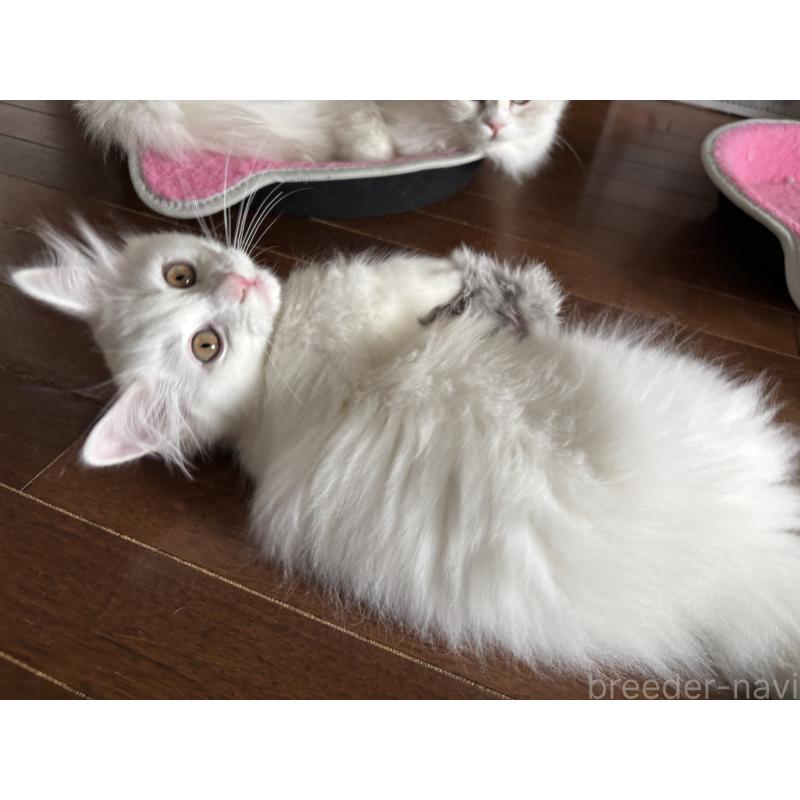 成約済の福島県のマンチカン(短足)-129707の4枚目