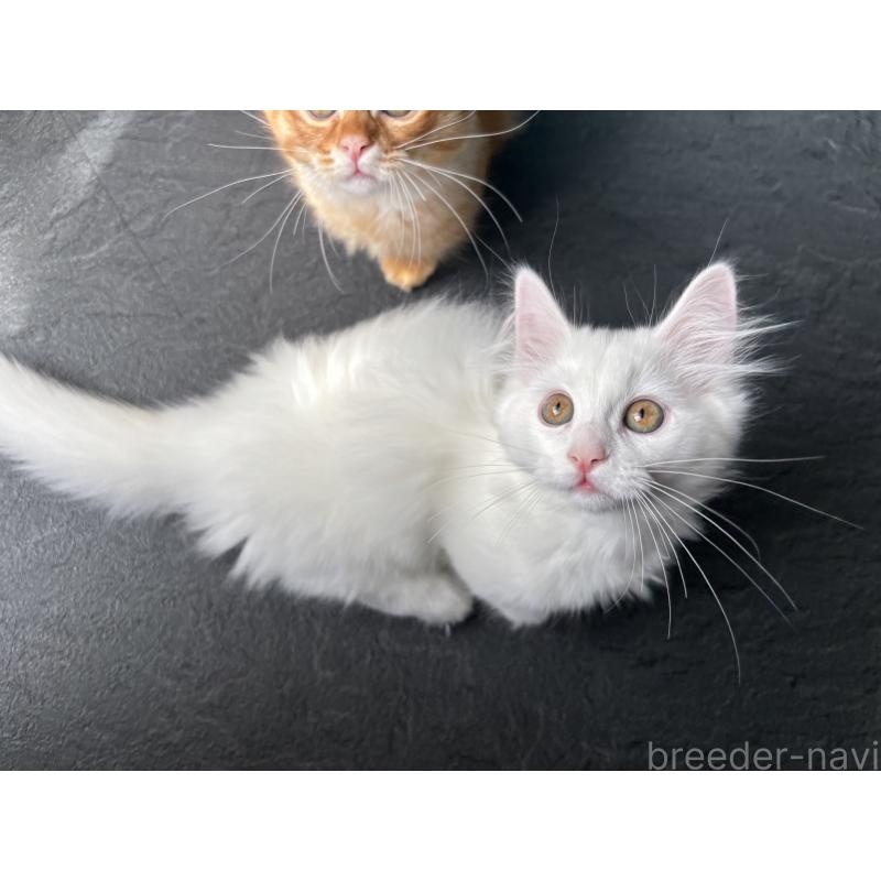 成約済の福島県のマンチカン(短足)-129707の3枚目