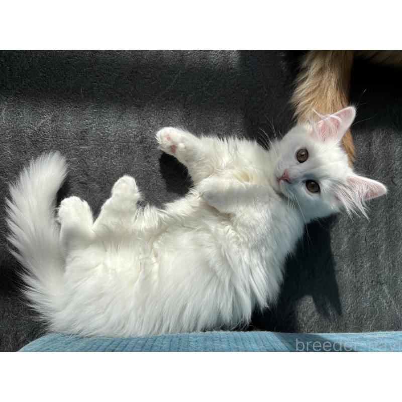 成約済の福島県のマンチカン(短足)-129707の2枚目