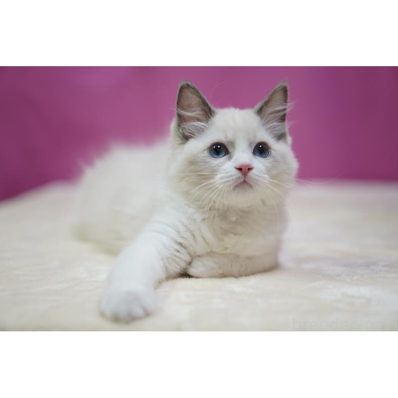 成約済の埼玉県のラグドール-125893の6枚目