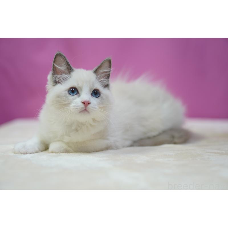 成約済の埼玉県のラグドール-125893の5枚目