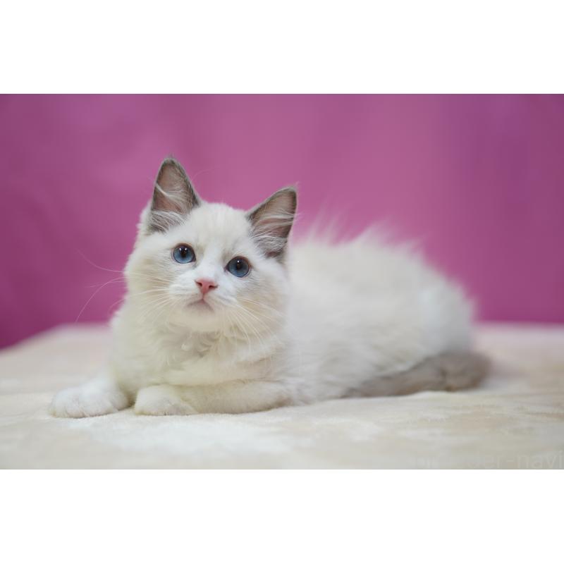 成約済の埼玉県のラグドール-125893の4枚目