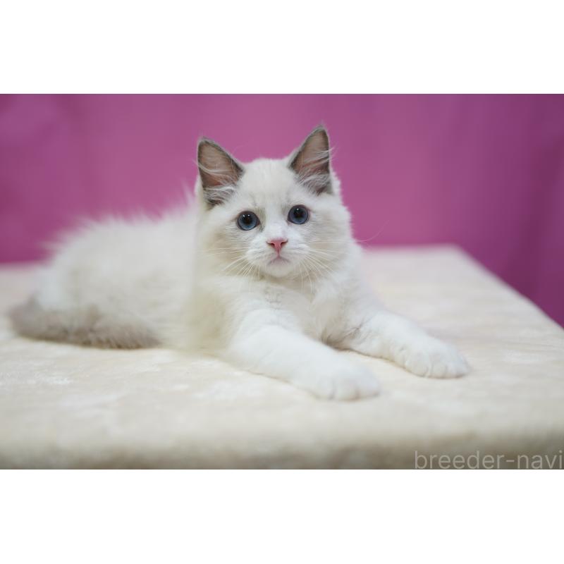 成約済の埼玉県のラグドール-125893の3枚目