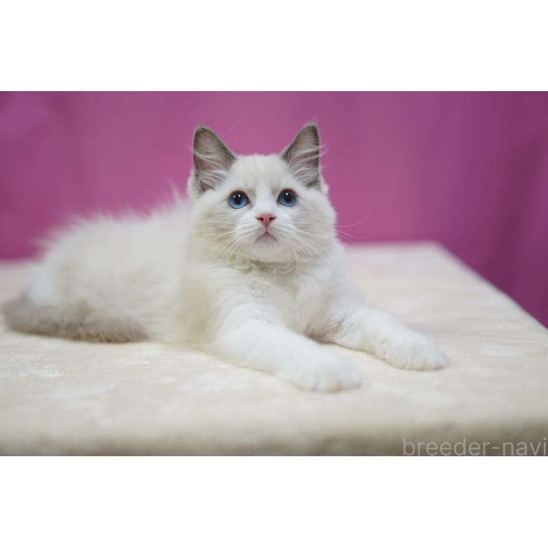 成約済の埼玉県のラグドール-125893の2枚目