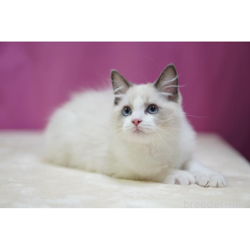 商談中の埼玉県のラグドール-125894の6枚目