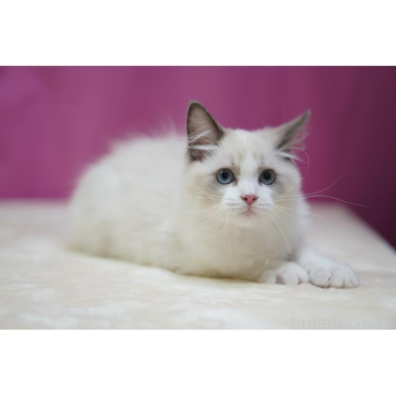 商談中の埼玉県のラグドール-125894の5枚目