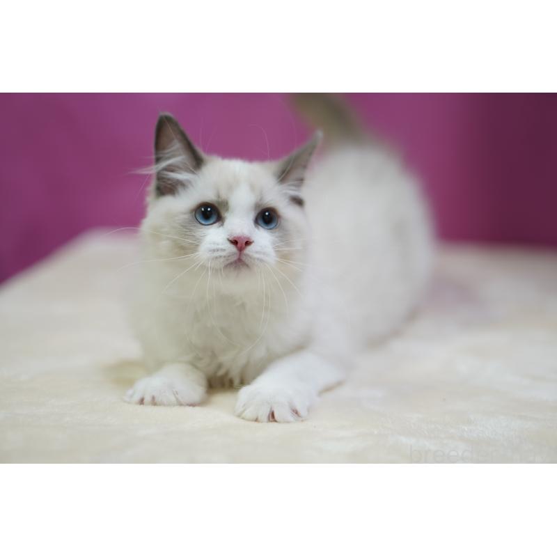 商談中の埼玉県のラグドール-125894の4枚目