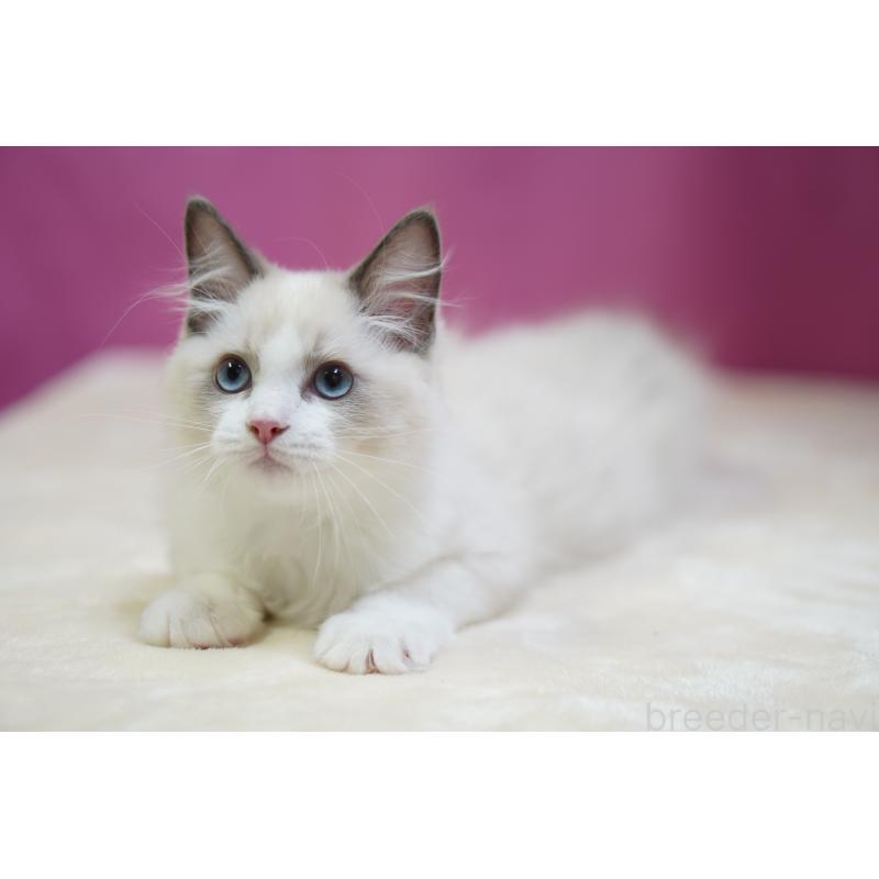 商談中の埼玉県のラグドール-125894の3枚目