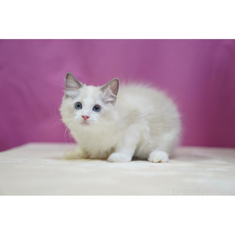 販売中の埼玉県のラグドール-127556の6枚目