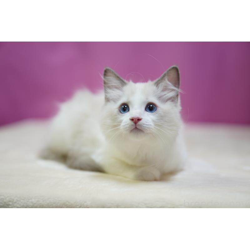 販売中の埼玉県のラグドール-127556の3枚目