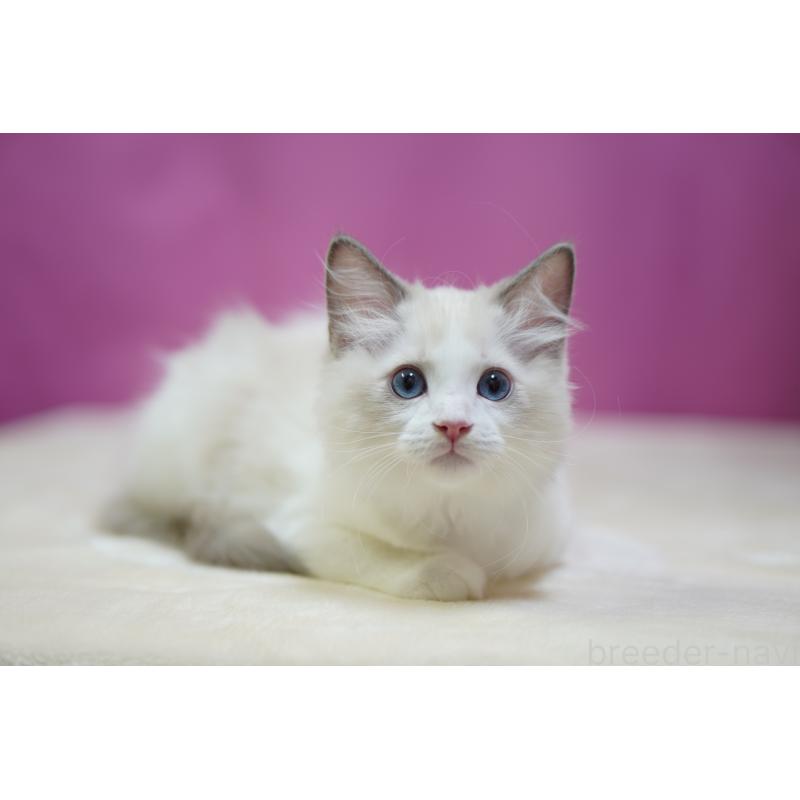 販売中の埼玉県のラグドール-127556の2枚目