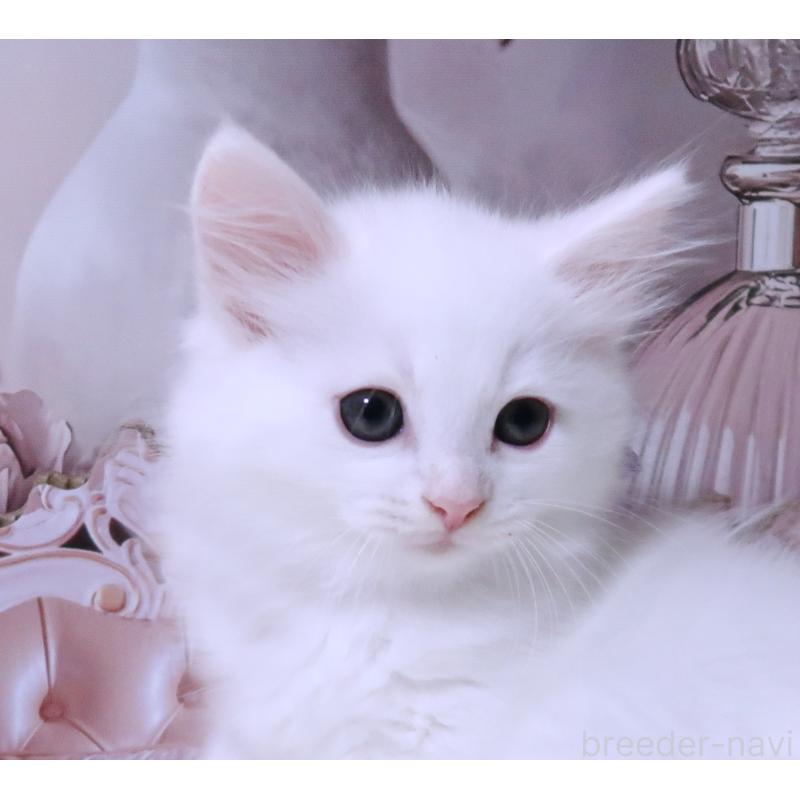 成約済の埼玉県のサイベリアン-128064の3枚目