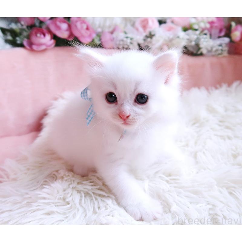 成約済の埼玉県のサイベリアン-128064の2枚目