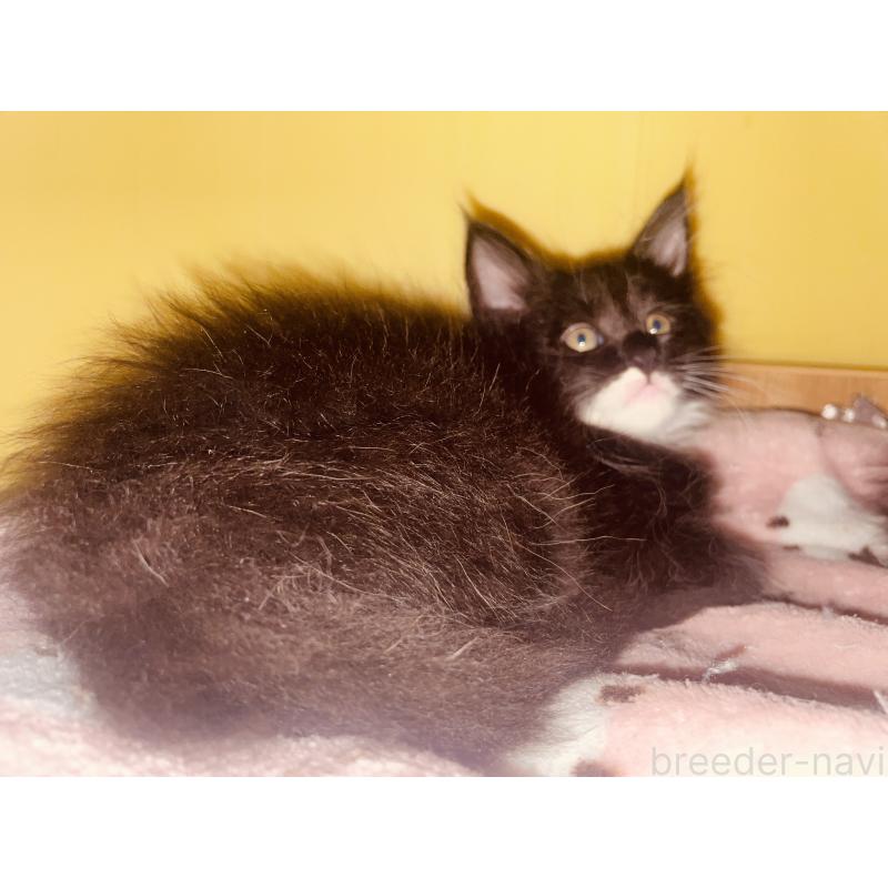 販売中の京都府のメインクーン-130342の5枚目