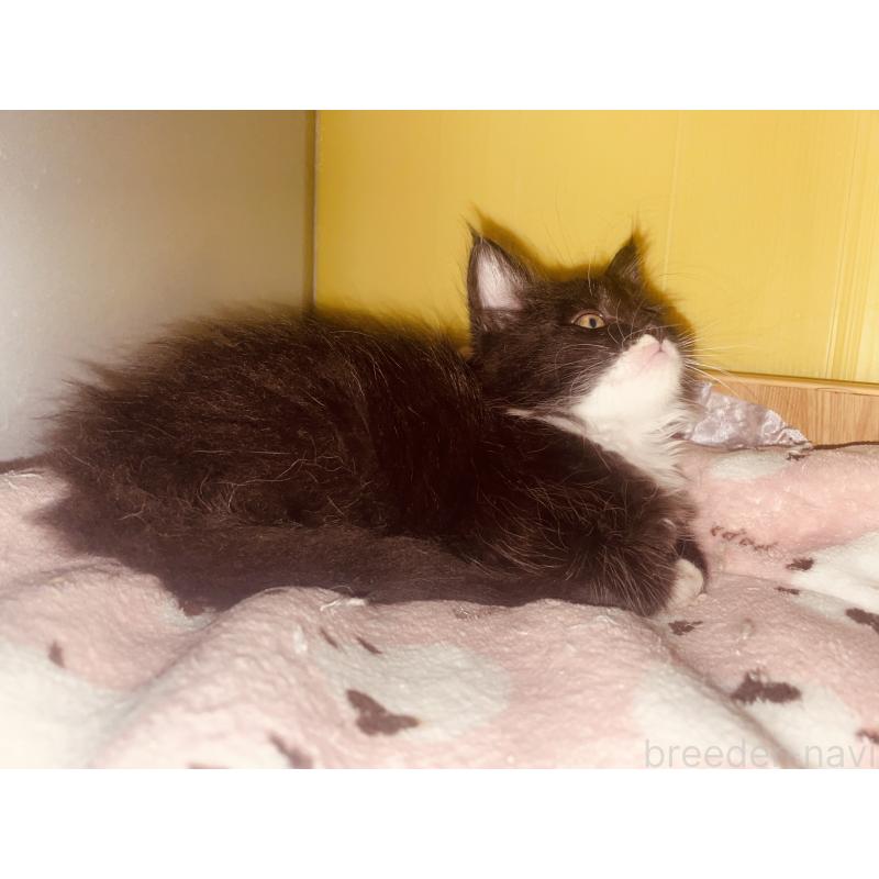 販売中の京都府のメインクーン-130342の4枚目