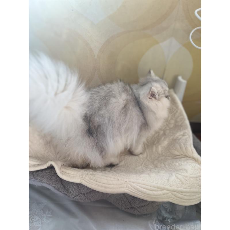 販売中の栃木県のペルシャ(チンチラ)-119453の8枚目