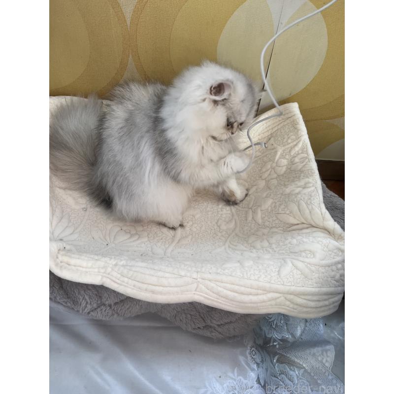 販売中の栃木県のペルシャ(チンチラ)-119453の7枚目