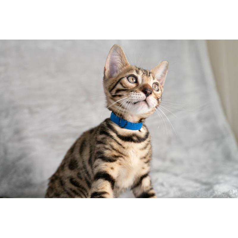 販売中の福岡県のベンガル-128577の4枚目