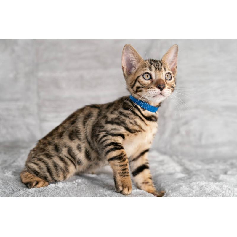 販売中の福岡県のベンガル-128577の2枚目