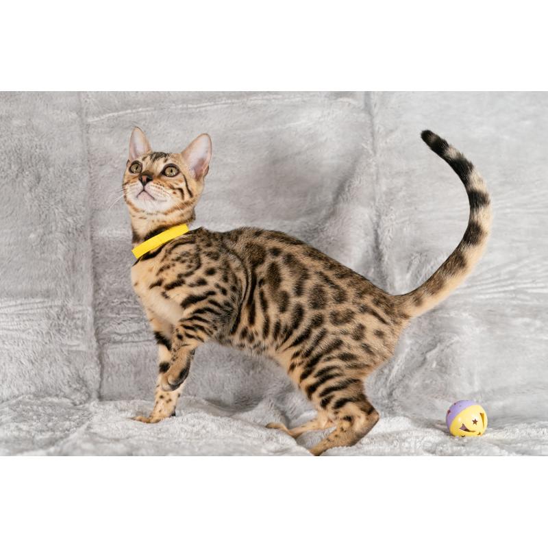 販売中の福岡県のベンガル-123796の8枚目