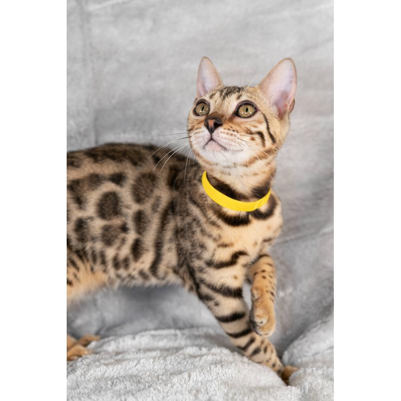 販売中の福岡県のベンガル-123796の7枚目