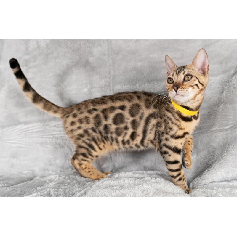 販売中の福岡県のベンガル-123796の6枚目