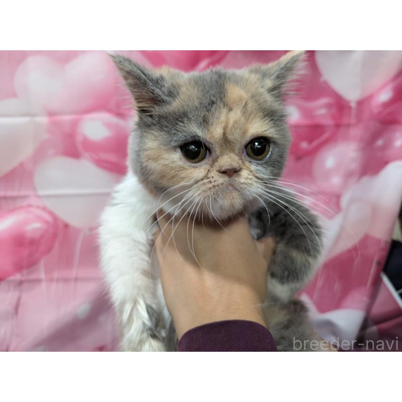 販売中の大阪府のエキゾチックショートヘア-122012の2枚目